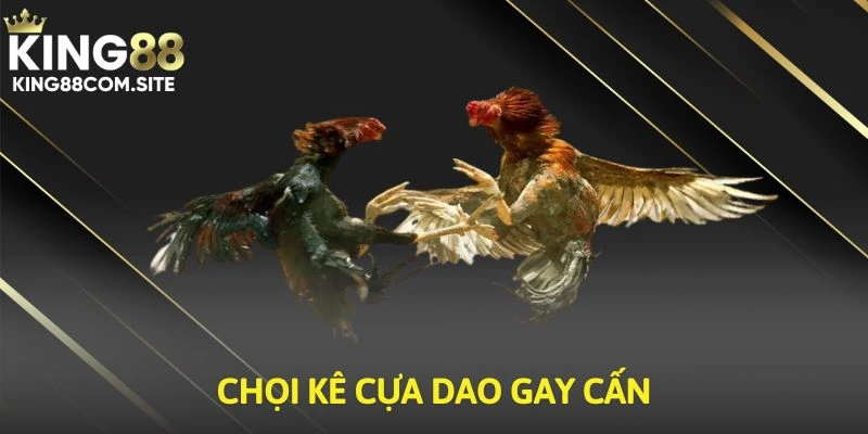 Chọi kê cựa dao gay cấn