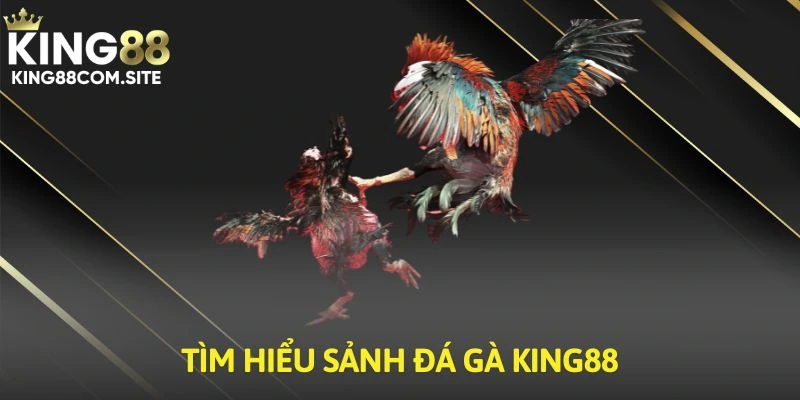 Tìm hiểu sảnh Đá gà King88 